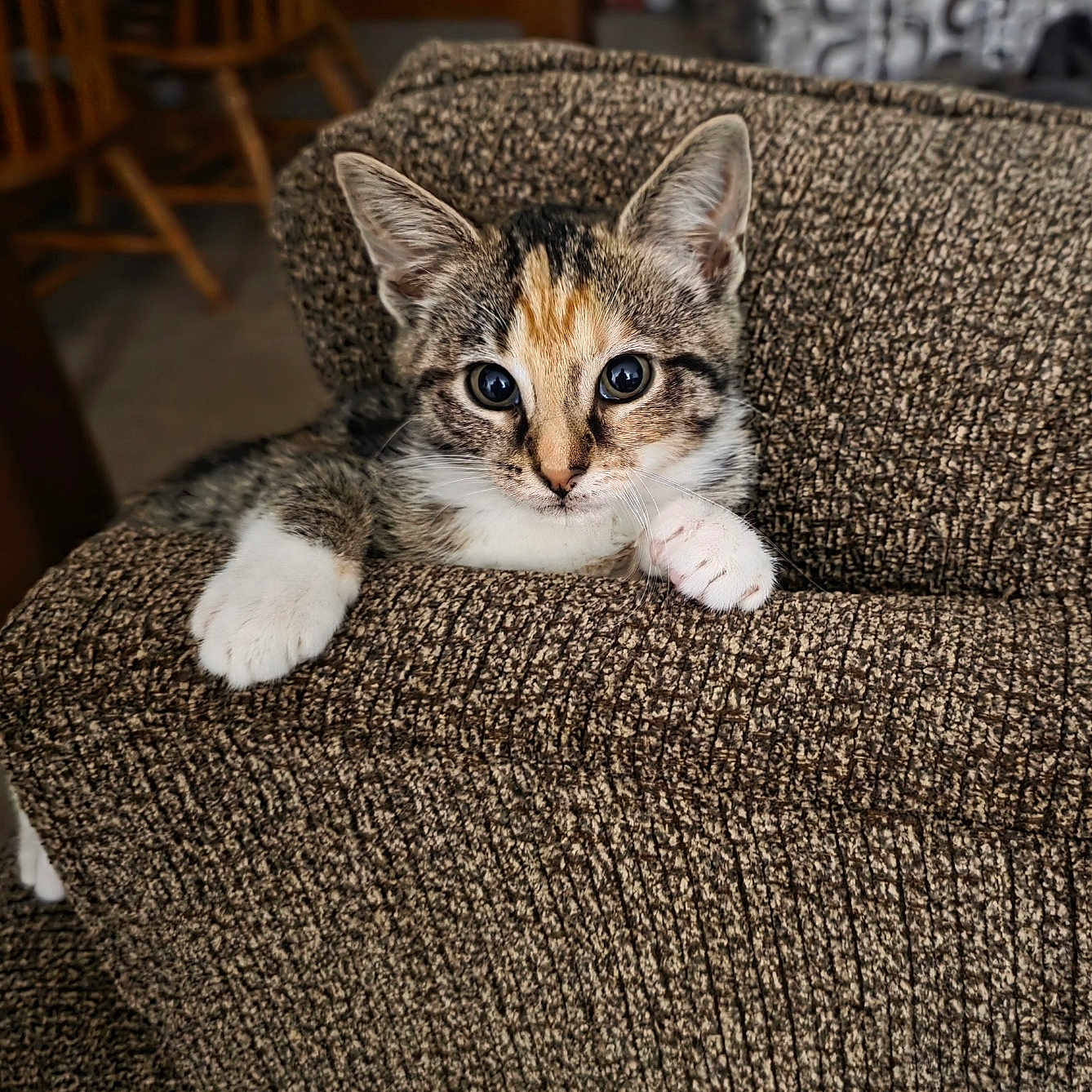 Lucia joined the competition — help win amazing prizes! kitten, cat, pet, indoor, couch, furniture, brown, white_paws, curious, young_animal, texture, close_up, domestic_animal, resting, animal_ears, living_room, home, cute, feline, relaxed
