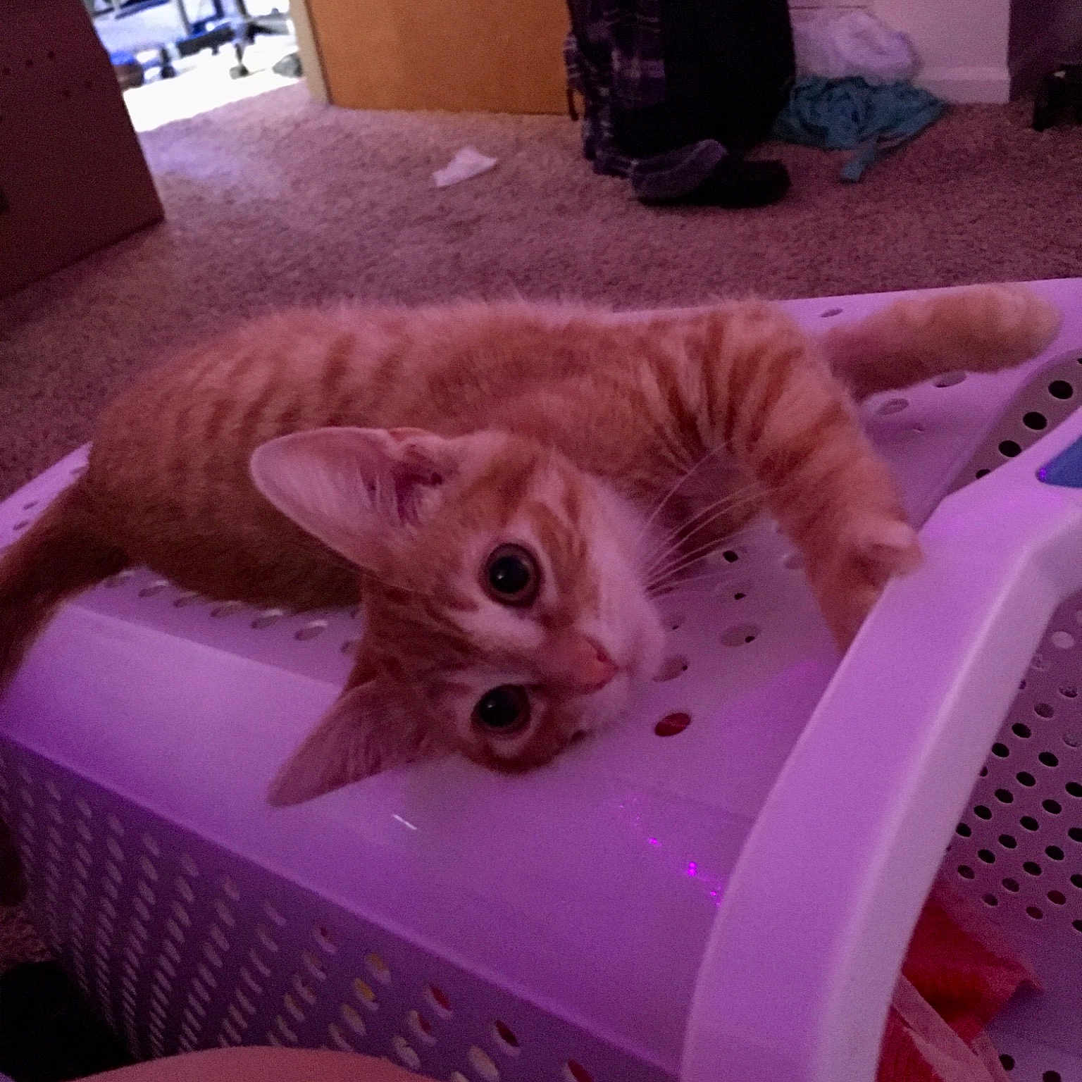 Big Red is registered to the contest to win money with this photo: box, carnivore, cat, comfort, couch, domestic_short_haired_cat, fawn, felidae, floor, flooring, fur, hardwood, linens, pet_supply, purple, room, small_to_medium_sized_cats, tail, whiskers, wood