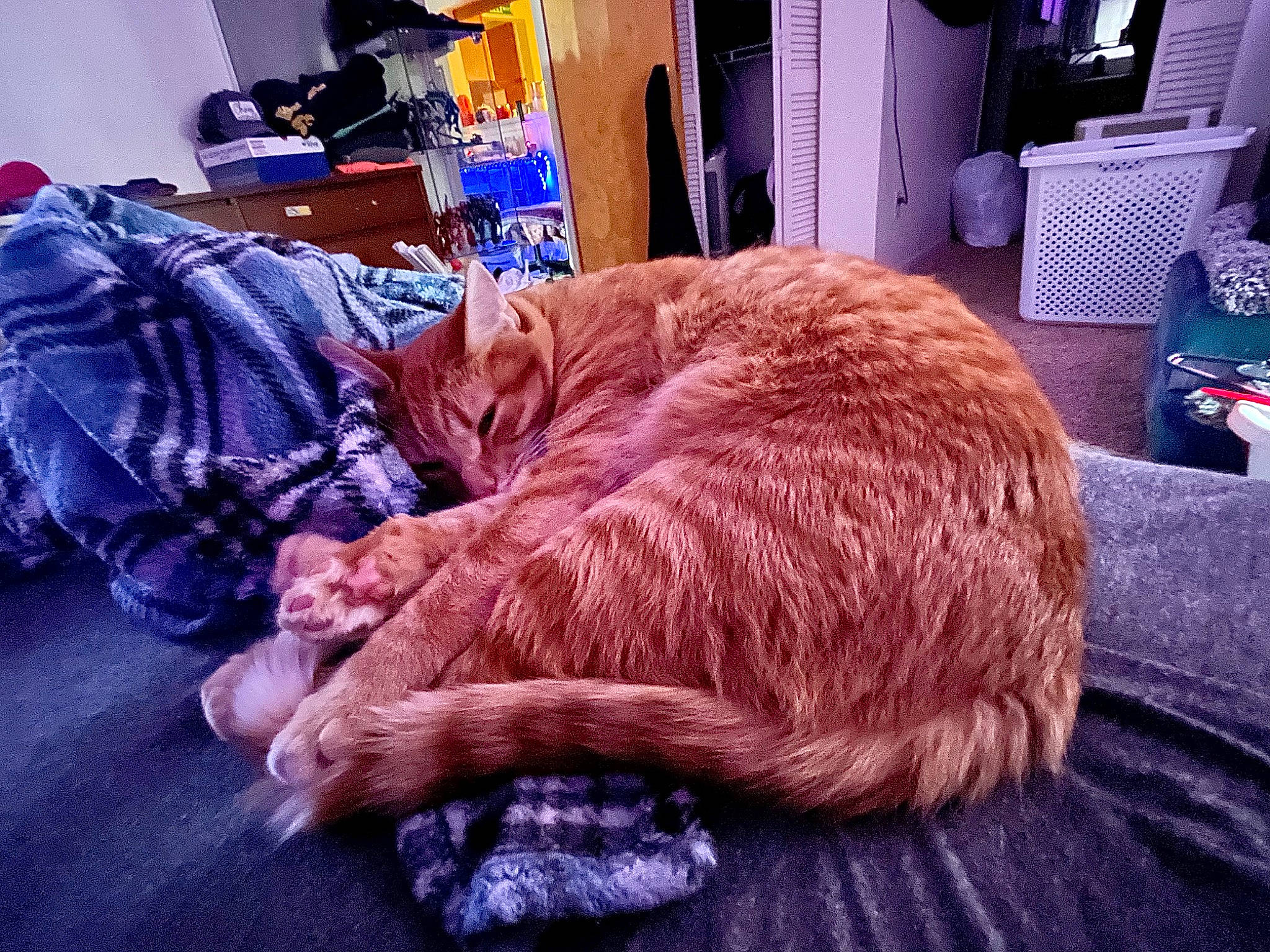 Big Red joined the competition — help win amazing prizes! carnivore, cat, comfort, companion_dog, domestic_short_haired_cat, felidae, flooring, fur, home_appliance, kitchen_appliance, lap, linens, nap, room, sitting, small_to_medium_sized_cats, sporting_group, tail, whiskers, wood