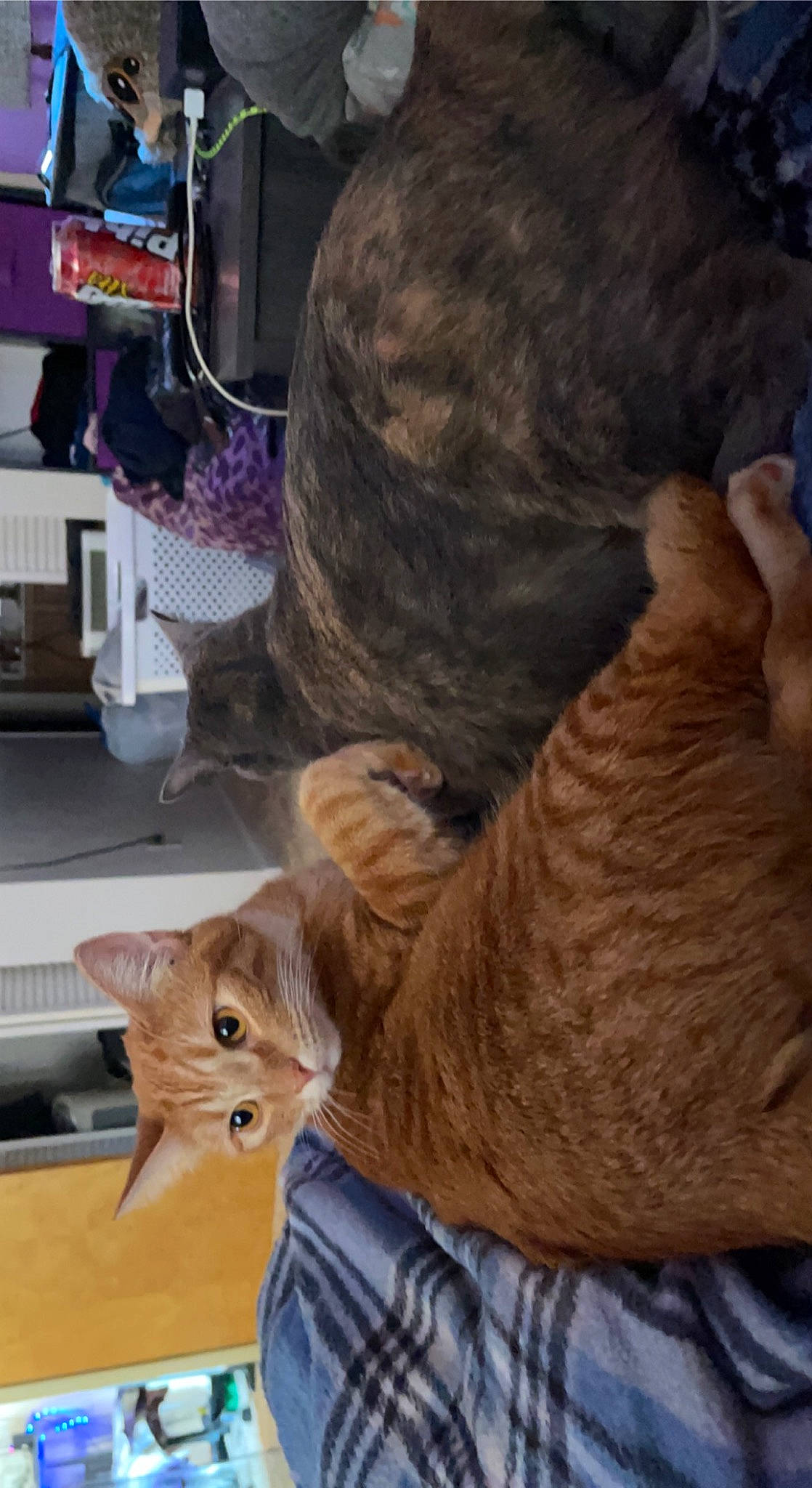 Big Red joined the competition — help win amazing prizes! carnivore, cat, claw, comfort, domestic_short_haired_cat, fawn, felidae, foot, fur, human_leg, lap, mammal, nap, paw, sitting, small_to_medium_sized_cats, tail, tree, whiskers, wood