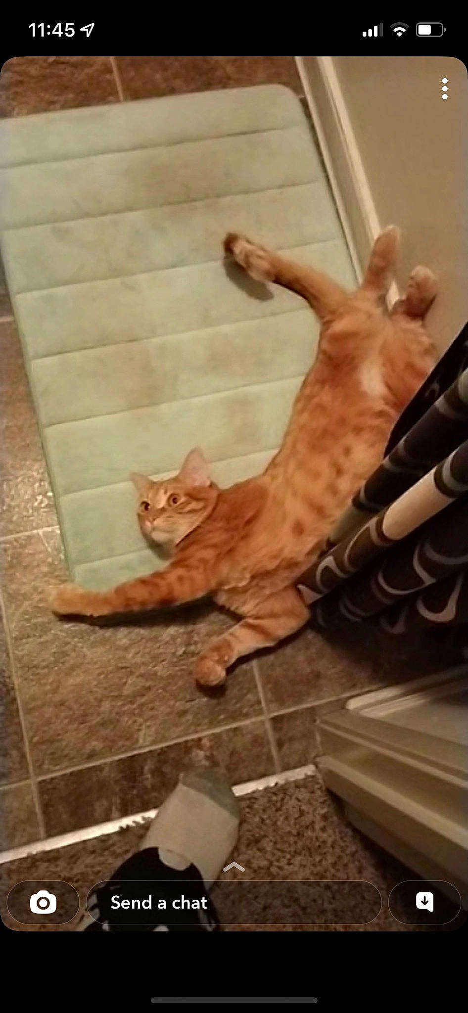 Big Red joined the competition — help win amazing prizes! carnivore, cat, comfort, domestic_short_haired_cat, fawn, felidae, floor, flooring, foot, fur, gesture, hardwood, human_leg, paw, room, small_to_medium_sized_cats, square, tail, whiskers, wood