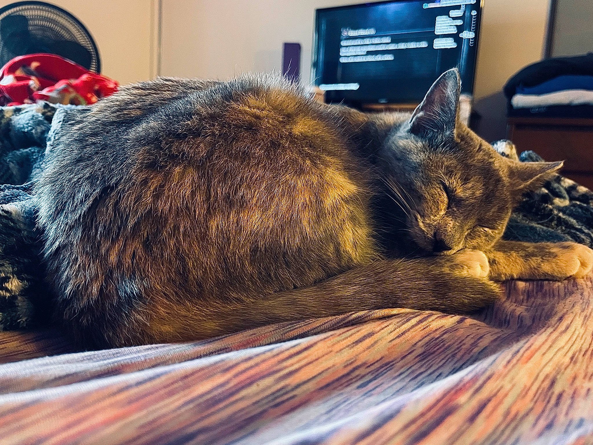 Millie is registered to the contest to win money with this photo: carnivore, cat, claw, comfort, computer, computer_keyboard, domestic_short_haired_cat, felidae, fur, laptop, metal, nap, personal_computer, room, small_to_medium_sized_cats, snout, tail, terrestrial_animal, whiskers, wood