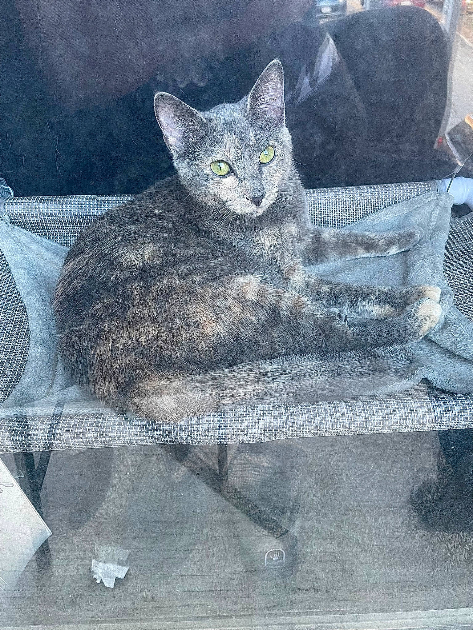 Millie joined the competition — help win amazing prizes! art, automotive_tire, carnivore, cat, comfort, domestic_short_haired_cat, drawing, felidae, flowerpot, fur, grey, illustration, russian_blue, sitting, small_to_medium_sized_cats, snout, tail, visual_arts, whiskers, window