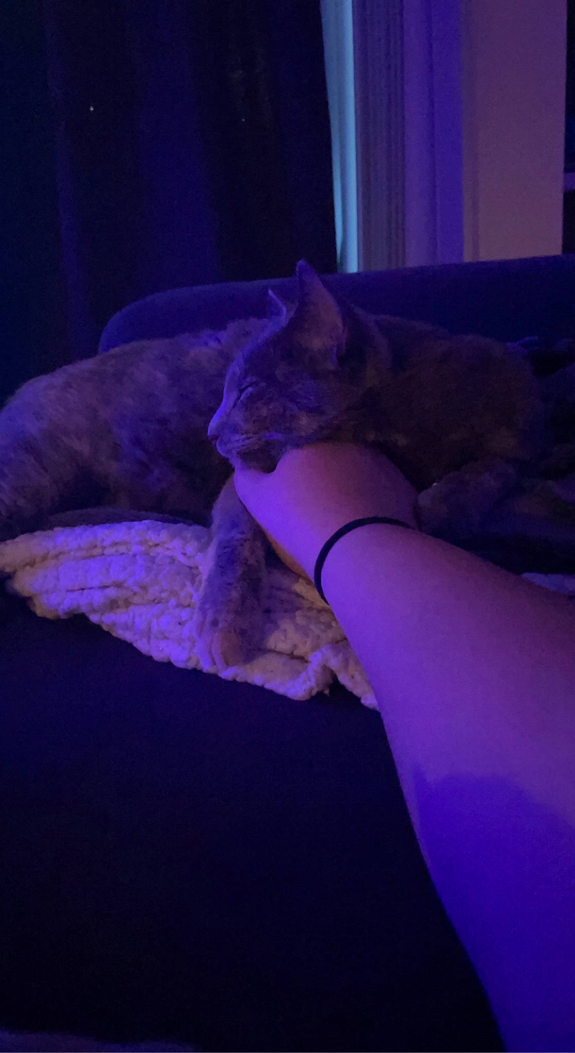 Millie joined the competition — help win amazing prizes! bed, carnivore, cat, comfort, curtain, darkness, domestic_short_haired_cat, electric_blue, felidae, fur, gesture, human_leg, linens, magenta, purple, small_to_medium_sized_cats, tail, violet, whiskers, wildlife