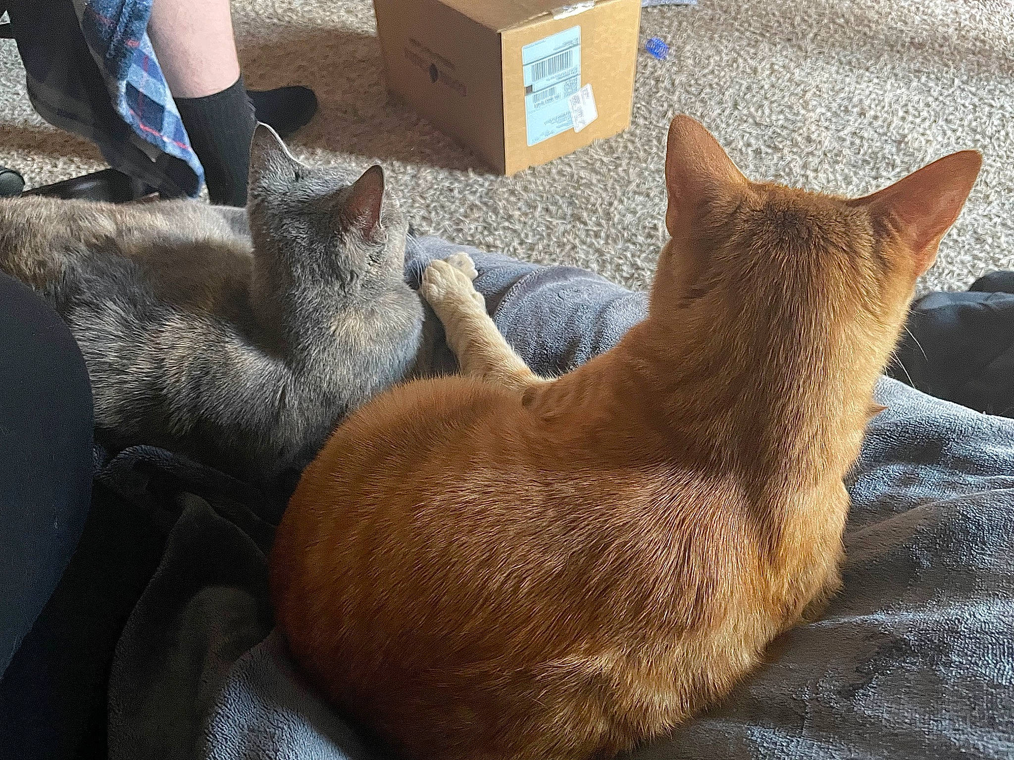 Millie joined the competition — help win amazing prizes! box, canidae, carnivore, cat, cat_supply, claw, comfort, domestic_short_haired_cat, fawn, felidae, fur, liver, nap, shipping_box, small_to_medium_sized_cats, sporting_group, tail, terrestrial_animal, whiskers, wood