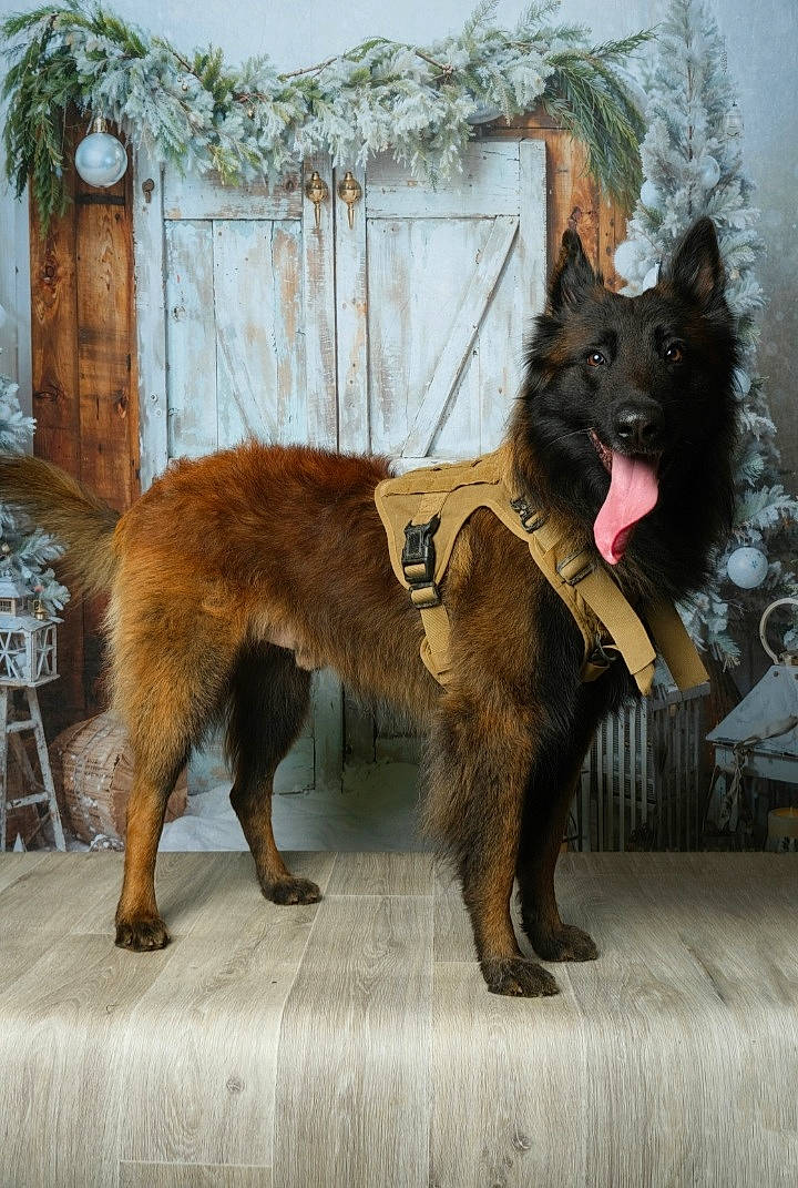 Joy a rejoint le concours — aidez-le/la à gagner de superbes lots ! art, canidae, carnivore, claw, collar, companion_dog, dog, dog_breed, felidae, fur, giant_dog_breed, liver, non_sporting_group, plant, snout, sporting_group, tail, terrestrial_animal, working_animal, working_dog