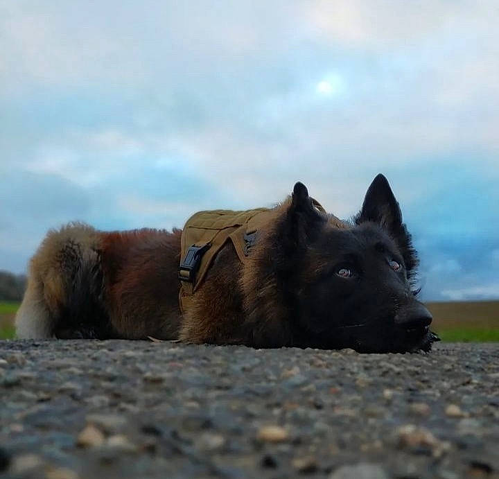Joy participe au concours pour gagner de l'argent avec cette photo : ancient_dog_breeds, black_norwegian_elkhound, canidae, canis, carnivore, cloud, dog, dog_breed, german_spitz_mittel, herding_dog, non_sporting_group, sky, sporting_group, terrestrial_animal, wildlife, wolf, working_animal, working_dog