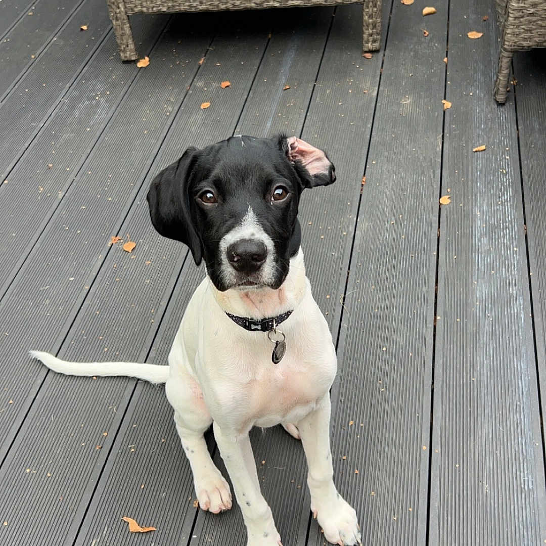 Milo is registered to the contest to win money with this photo: animal, architecture, building, canine, chair, cushion, deck, dog, furniture, hound, house, housing, indoors, interiordesign, labradorretriever, pet, pointer, porch, puppy, wood