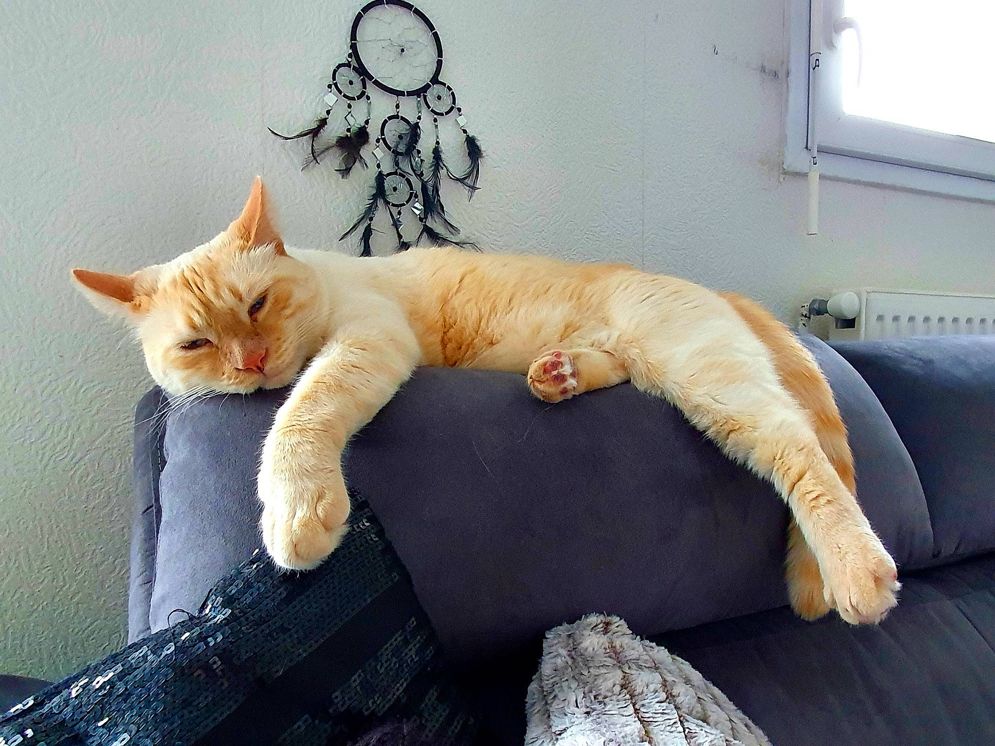 Rajah participe au concours pour gagner de l'argent avec cette photo : bed, carnivore, cat, comfort, couch, fawn, felidae, foot, fur, furniture, gesture, leg, linens, small_to_medium_sized_cats, snout, tail, whiskers, white, window, wood