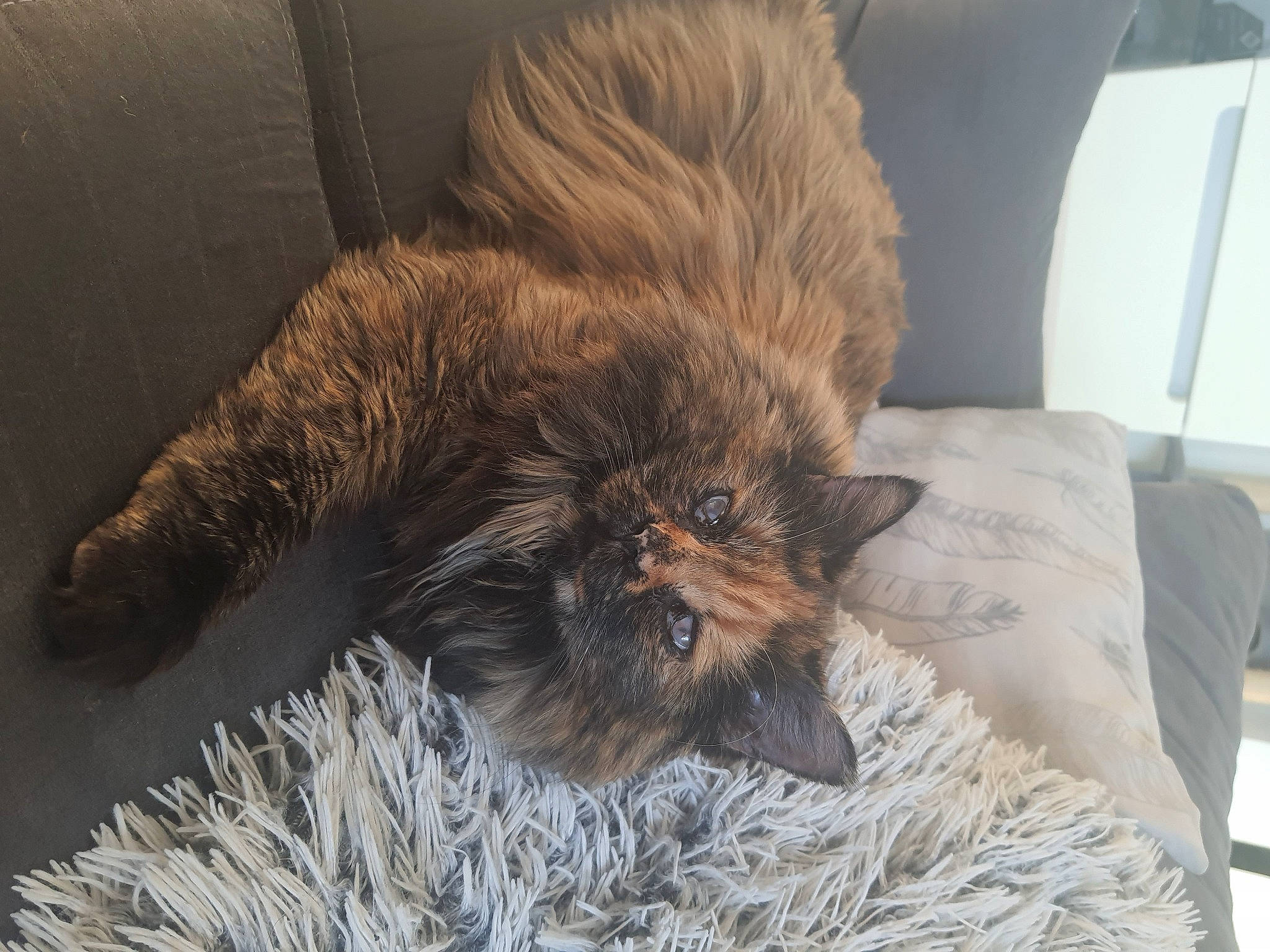 Chou a rejoint le concours — aidez-le/la à gagner de superbes lots ! canidae, carnivore, claw, comfort, companion_dog, dog_breed, fawn, felidae, fur, liver, nap, paw, puppy, small_to_medium_sized_cats, snout, sporting_group, tail, terrestrial_animal, whiskers, wildlife