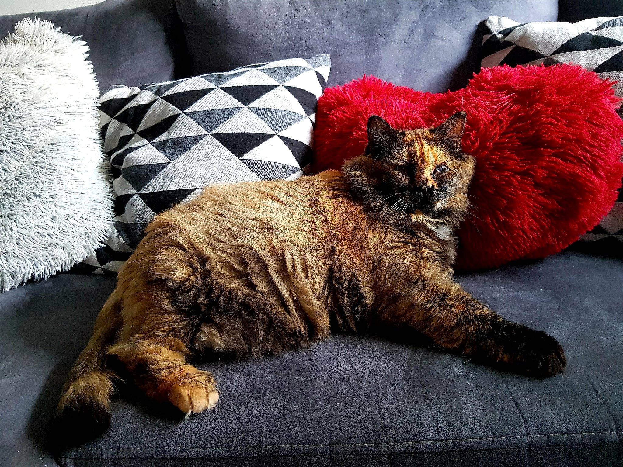 Chou participe au concours pour gagner de l'argent avec cette photo : bed, bedding, carnivore, cat, claw, comfort, companion_dog, domestic_short_haired_cat, fawn, felidae, fur, grey, linens, pillow, rectangle, small_to_medium_sized_cats, tail, terrestrial_animal, whiskers, wood