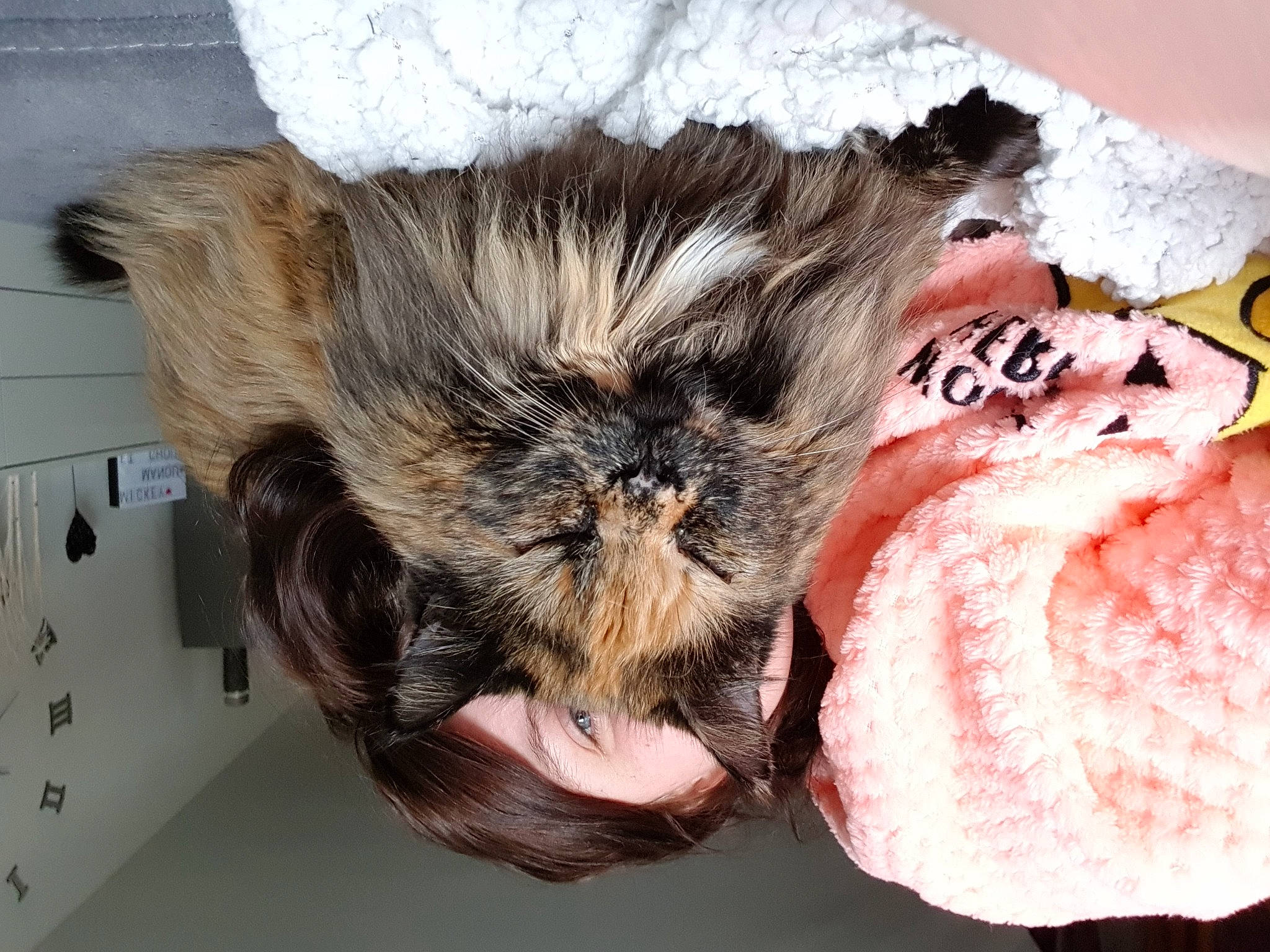 Chou a rejoint le concours — aidez-le/la à gagner de superbes lots ! bat, canidae, claw, companion_dog, dog_breed, ear, eye, eyelash, feather, felidae, fur, human_body, liver, paw, petal, small_to_medium_sized_cats, snout, tail, whiskers, wing