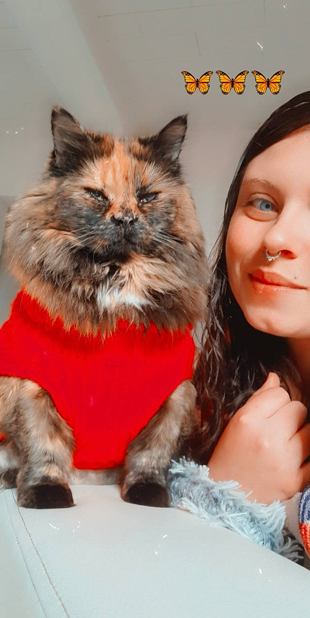 Chou participe au concours pour gagner de l'argent avec cette photo : box, british_longhair, carnivore, cat, companion_dog, event, eyelash, fawn, felidae, fur, happy, jewellery, lap, paw, photo_caption, sitting, small_to_medium_sized_cats, snout, tail, whiskers