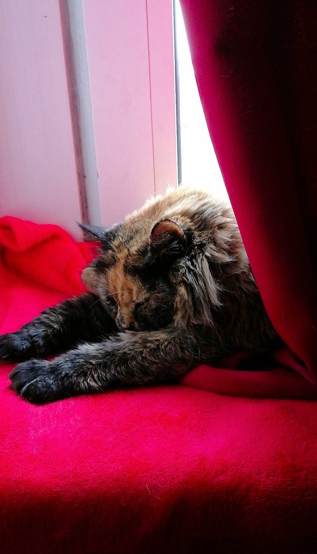 Chou a rejoint le concours — aidez-le/la à gagner de superbes lots ! bed, bedding, carnivore, cat, claw, comfort, curtain, domestic_short_haired_cat, fawn, felidae, flooring, fur, human_leg, linens, small_to_medium_sized_cats, snout, sporting_group, tail, whiskers, wood