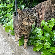 Tibert participe au concours pour gagner de l'argent avec cette photo : animal, cat, closeup, concrete, ears, eyes, feline, fur, greenery, ivy, leaves, nature, outdoor, paws, pet, side_view, tabby_cat, tree_stump, walking, whiskers