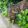 animal, cat, closeup, concrete, ears, eyes, feline, fur, greenery, ivy, leaves, nature, outdoor, paws, pet, side_view, tabby_cat, tree_stump, walking, whiskers
