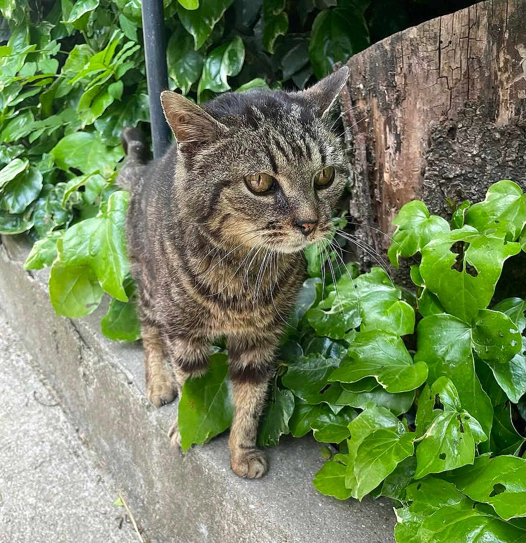 Tibert participe au concours pour gagner de l'argent avec cette photo : animal, cat, closeup, concrete, ears, eyes, feline, fur, greenery, ivy, leaves, nature, outdoor, paws, pet, side_view, tabby_cat, tree_stump, walking, whiskers