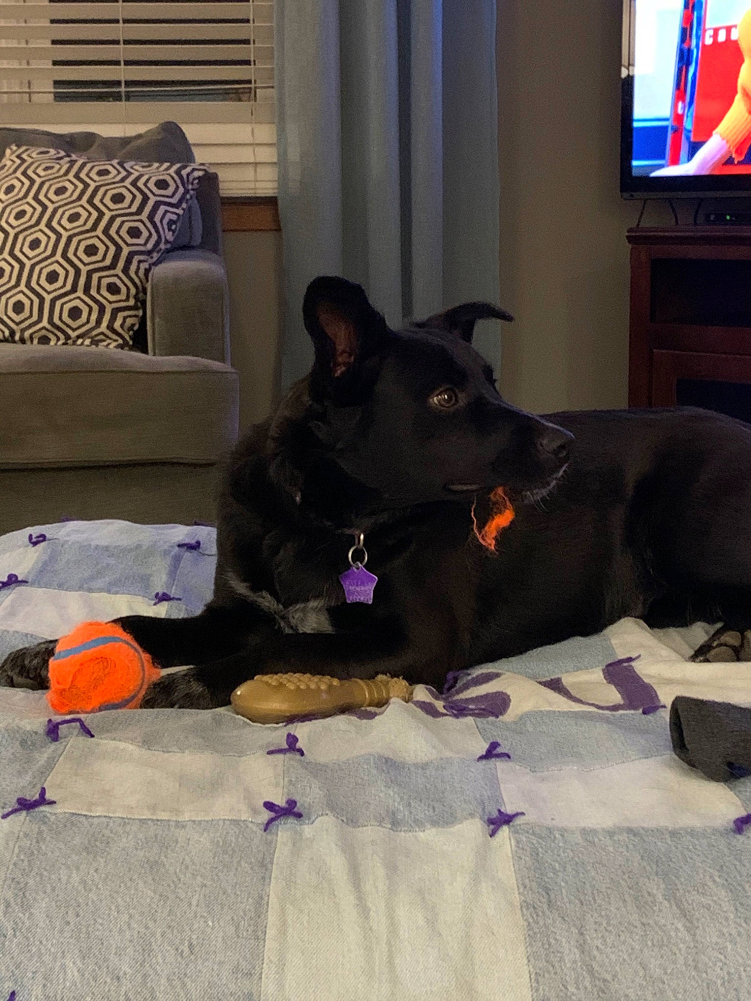 Cora is registered to the contest to win money with this photo: canidae, carnivore, comfort, companion_dog, dog, dog_breed, floor, guard_dog, labrador_retriever, nap, non_sporting_group, room, schipperke, sporting_group, tail