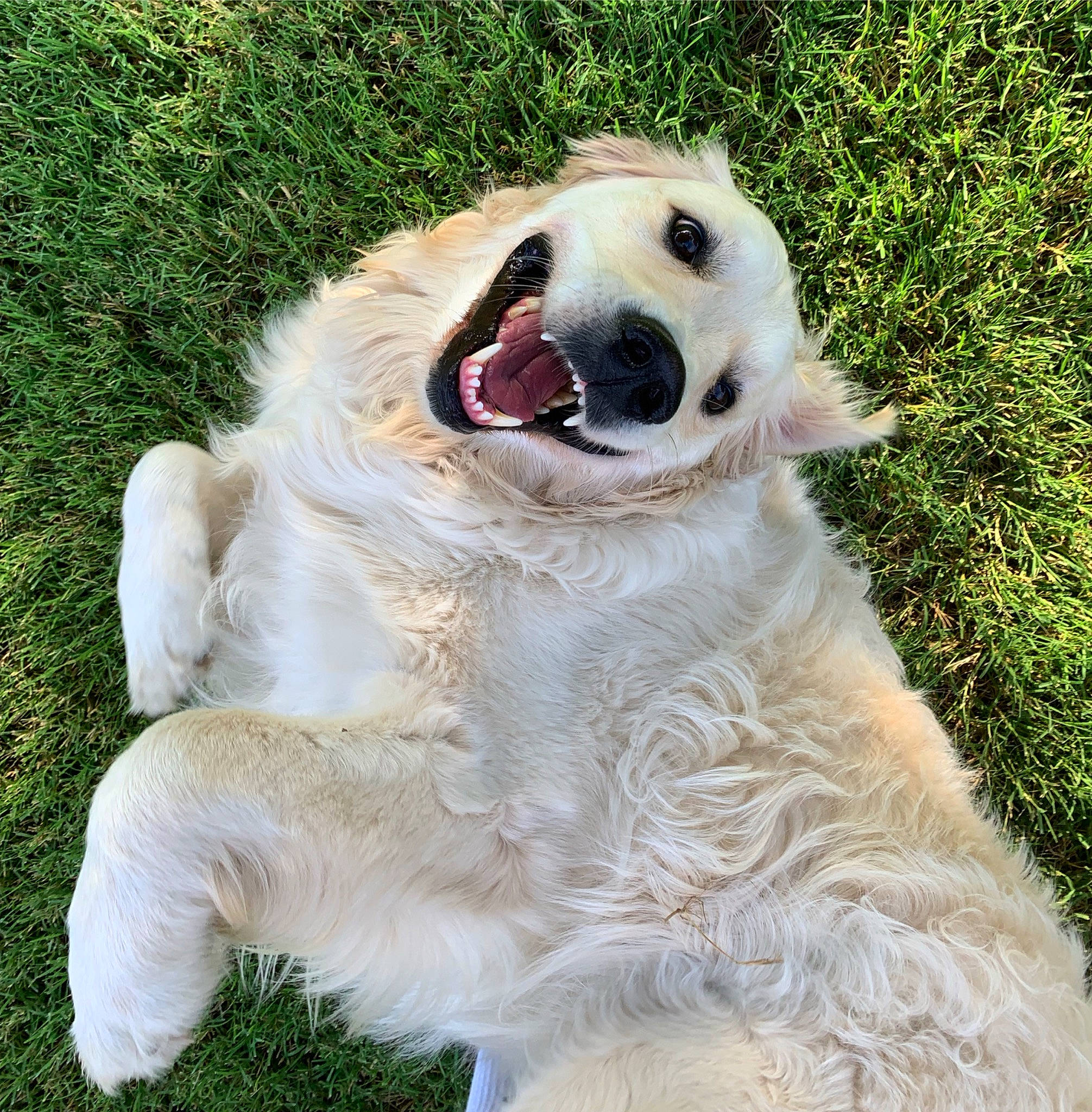 Duke joined the competition — help win amazing prizes! akbash_dog, canidae, carnivore, companion_dog, dog, dog_breed, golden_retriever, grass, great_pyrenees, kuvasz, livestock_guardian_dog, mammal, maremma_sheepdog, nose, polish_tatra_sheepdog, retriever, slovak_cuvac, snout, sporting_group, vertebrate