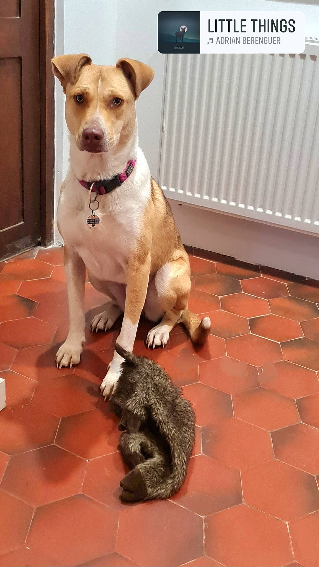 Tess a rejoint le concours — aidez-le/la à gagner de superbes lots ! canidae, carnivore, collar, companion_dog, dog, dog_breed, dog_collar, dog_supply, door, fawn, flooring, fur, leash, paw, pet_supply, snout, tail, whiskers, wood, working_animal