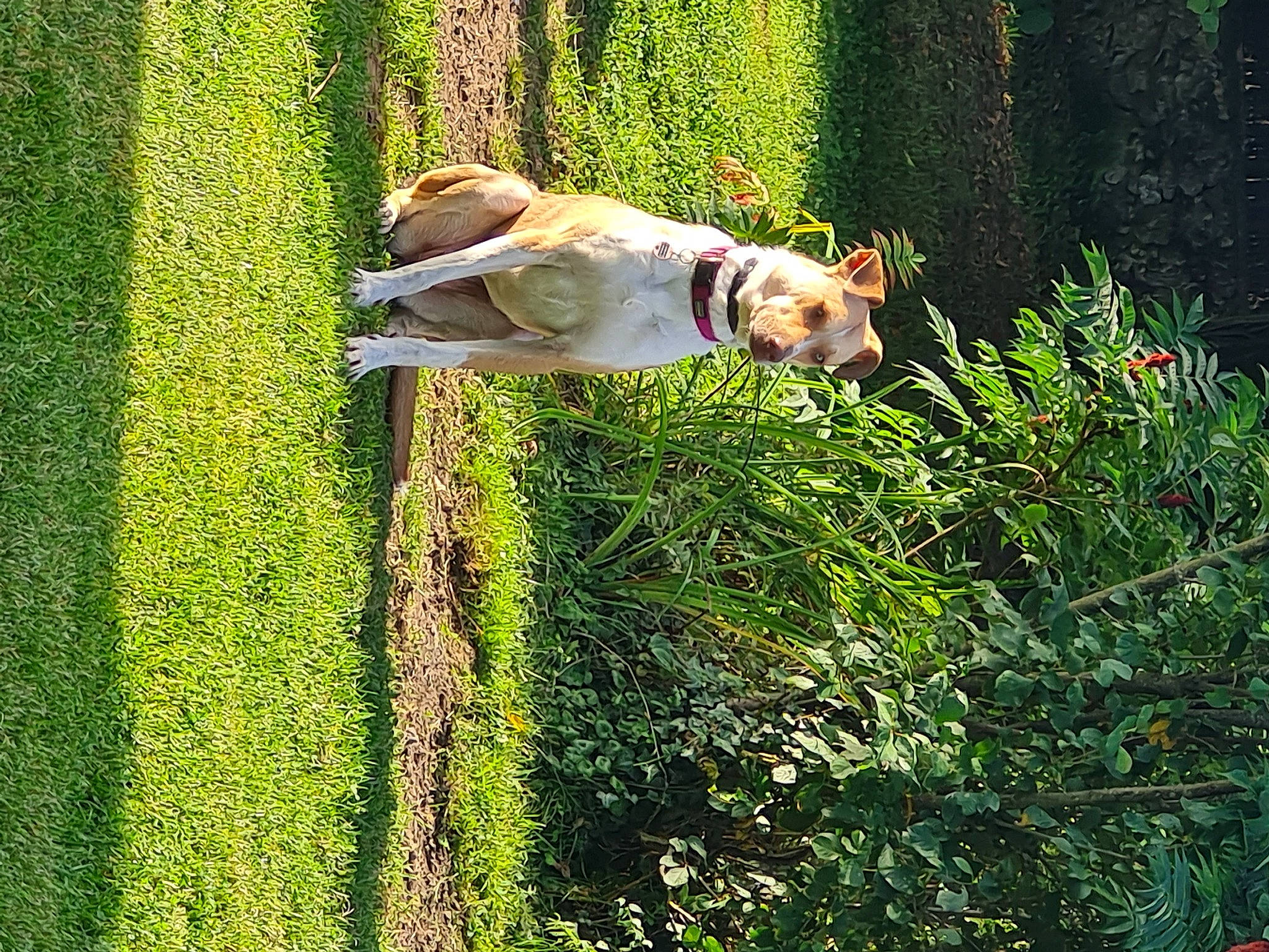 Tess a rejoint le concours — aidez-le/la à gagner de superbes lots ! canidae, carnivore, companion_dog, dog, dog_breed, fawn, garden, grass, grassland, green, groundcover, landscape, leisure, meadow, pasture, people_in_nature, plant, shrub, sporting_group, tree