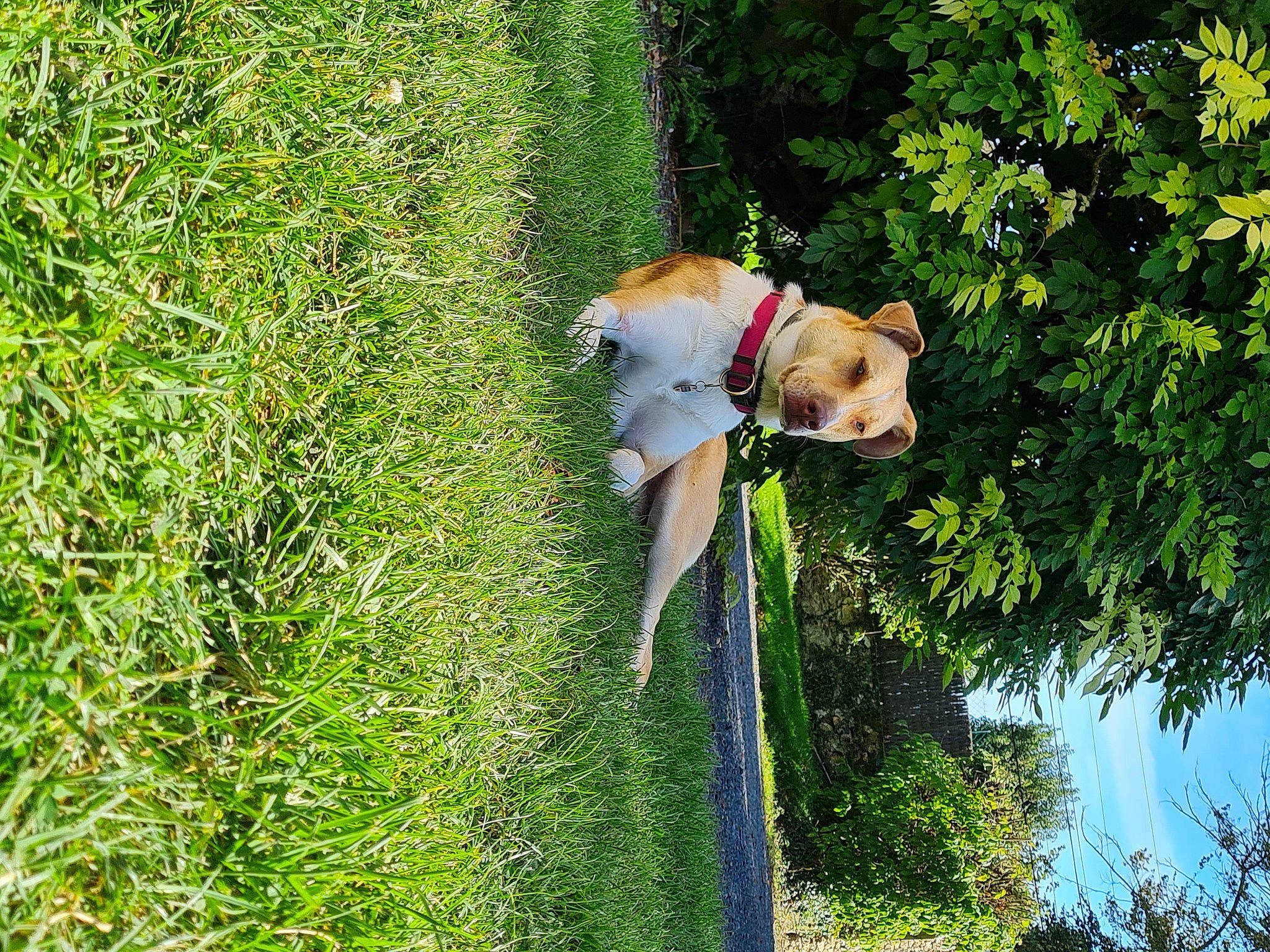 Tess participe au concours pour gagner de l'argent avec cette photo : canidae, carnivore, collar, companion_dog, dog, dog_breed, fawn, grass, grass_family, groundcover, leash, leisure, people_in_nature, plant, shrub, sporting_group, tail, tree, water, working_animal