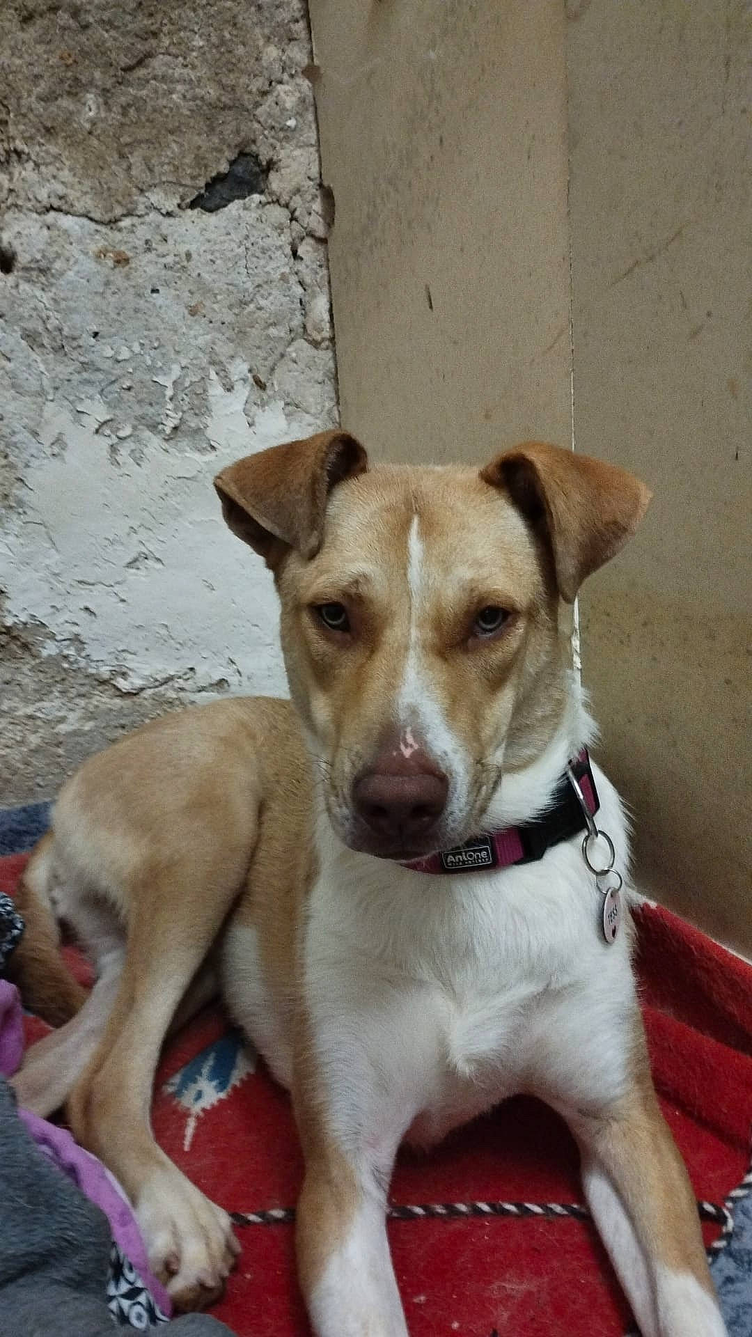 Tess a rejoint le concours — aidez-le/la à gagner de superbes lots ! canidae, carnivore, collar, companion_dog, dog, dog_breed, dog_collar, fawn, leash, puppy, sporting_group, street_dog, whiskers, working_animal