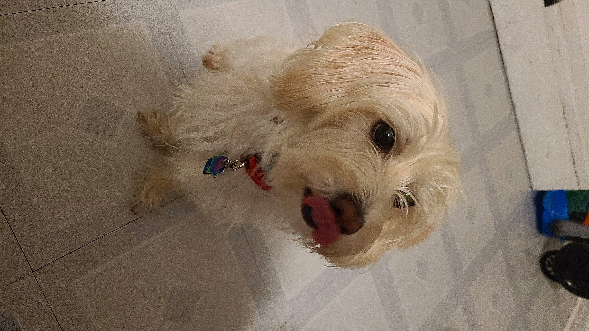 Dream joined the competition — help win amazing prizes! biewer_terrier, canidae, carnivore, cockapoo, companion_dog, dog, dog_breed, dog_clothes, dog_supply, flooring, fur, pet_supply, puppy_love, schnauzer, small_terrier, snout, sporting_group, terrier, toy_dog, working_animal