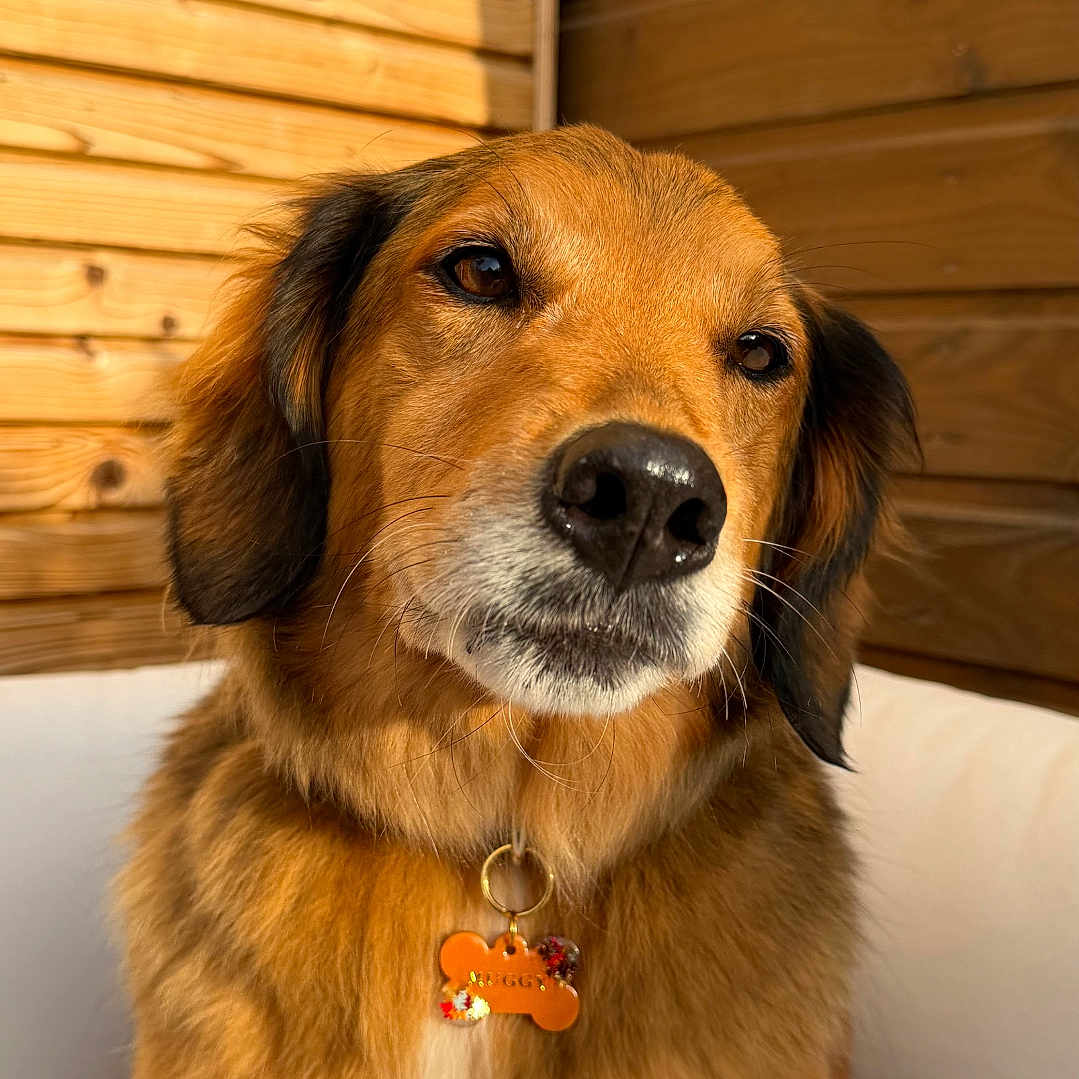 Mugg a rejoint le concours — aidez-le/la à gagner de superbes lots ! dog, pet, golden_brown, collar, tag, wooden_wall, indoor, portrait, fur, canine, animal, cute, sitting, calm, nose, ears, whiskers, close_up, companion, domestic