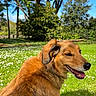 Mugg participe au concours pour gagner de l'argent avec cette photo : dog, outdoor, grass, flower, tree, blue_sky, pet, canine, nature, sunlight, daisy, happy, park, animal, fur, greenery, leisure, footwear, summer, daytime