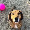 dog, wet_dog, sand, beach, pink_ball, animal, pet, looking_up, fur, outdoor, playful, cute, canine, closeup, muzzle, tail, ears, paw, daylight, nature