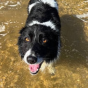 Wally participe au concours pour gagner de l'argent avec cette photo : dog, black_and_white, water, wet_fur, outdoor, happy, animal, canine, playful, shallow_water, summer, sunlight, pet, looking_up, tongue_out, nature, mammal, friendly, bright_eyes, adorable