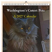 Blackie is registered to the contest to win money with this photo: animal, bed, black_cat, calendar, calendar_cover, cat, cozy, cute, domestic_cat, feline, flashlight, fluffy, fur, furniture, indoor, pet, portrait, room, sitting, yellow_eyes