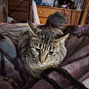 Bibi is registered to the contest to win money with this photo: bed, blanket, cat, close_up, cozy, domestic, dresser, ears, feline, furniture, indoor, pet, portrait, resting, soft_texture, tabby_cat, tail, towel, whiskers, wooden_drawer