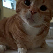 Chevy is registered to the contest to win money with this photo: cat, orange_tabby, white_paws, close_up, curious, indoor, pet, animal, feline, whiskers, face, eyes, fur, sitting, table, domestic, cute, portrait, mammal, house