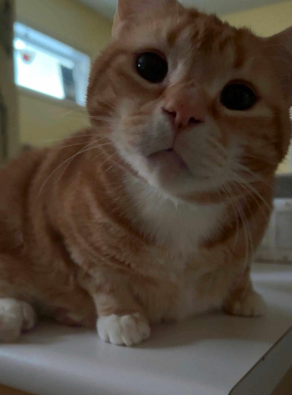 Chevy is registered to the contest to win money with this photo: cat, orange_tabby, white_paws, close_up, curious, indoor, pet, animal, feline, whiskers, face, eyes, fur, sitting, table, domestic, cute, portrait, mammal, house