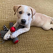 Buddy joined the competition — help win amazing prizes! puppy, dog, toy, carpet, lying_down, light_fur, pet, cute, indoor, playful, animal, young_dog, soft_toy, curious, looking_at_camera, floor, paws, resting, fur, domestic_animal
