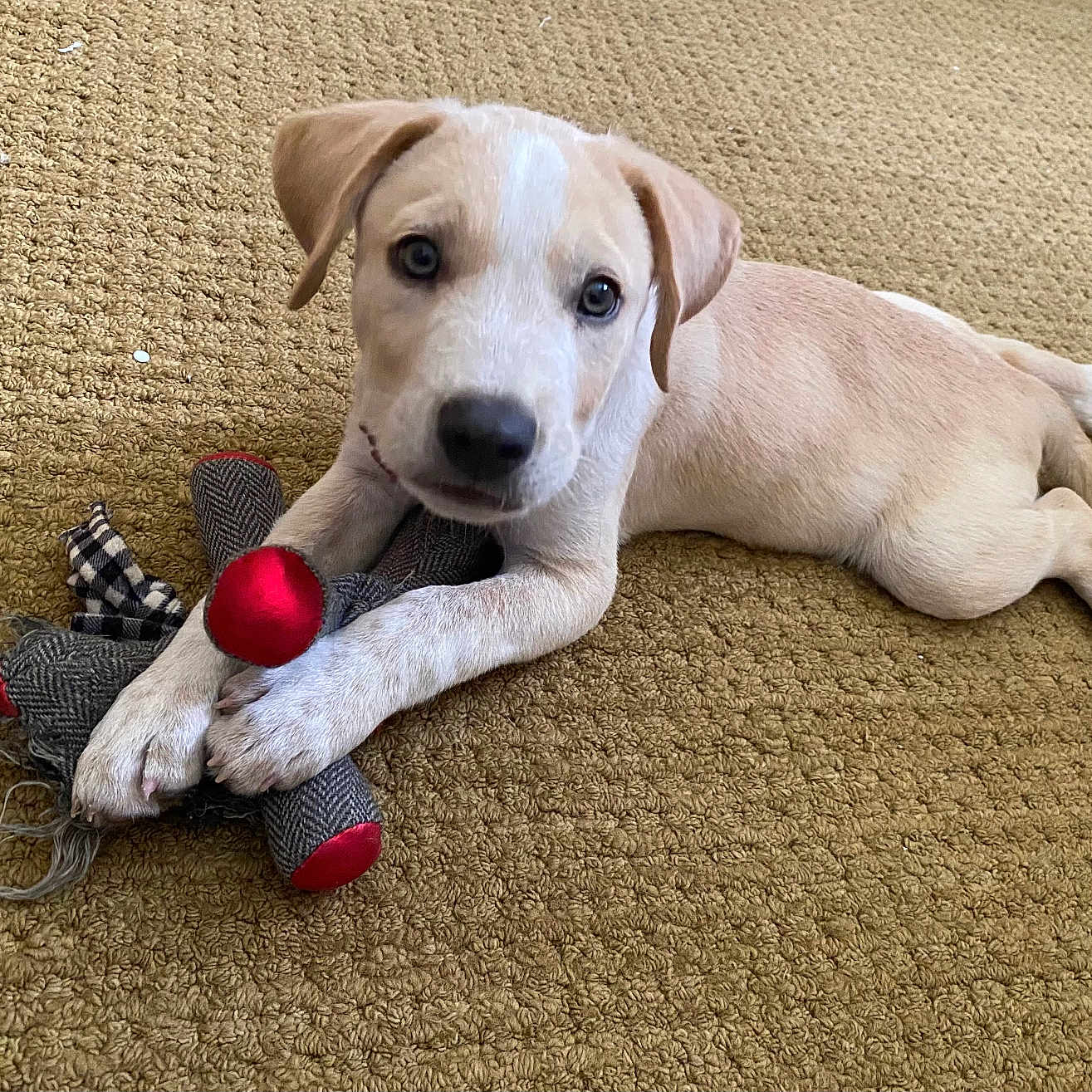 Buddy joined the competition — help win amazing prizes! animal, carpet, curious, cute, dog, domestic_animal, floor, fur, indoor, light_fur, looking_at_camera, lying_down, paws, pet, playful, puppy, resting, soft_toy, toy, young_dog