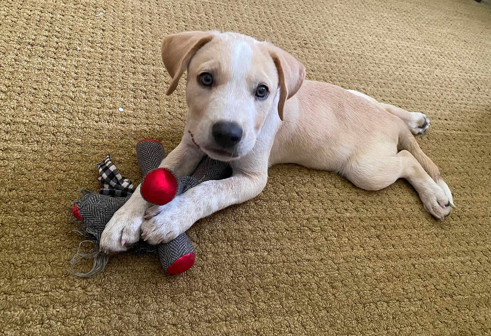 Buddy joined the competition — help win amazing prizes! puppy, dog, toy, carpet, lying_down, light_fur, pet, cute, indoor, playful, animal, young_dog, soft_toy, curious, looking_at_camera, floor, paws, resting, fur, domestic_animal