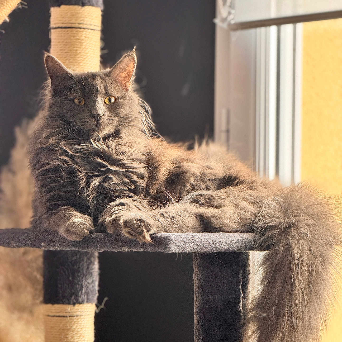 Plume participe au concours pour gagner de l'argent avec cette photo : abyssinian, angora, animal, blackcat, box, brasssection, cat, den, hardwood, horn, indoors, kitten, manx, musicalinstrument, person, pet, plywood, siamese, sleeping, wood