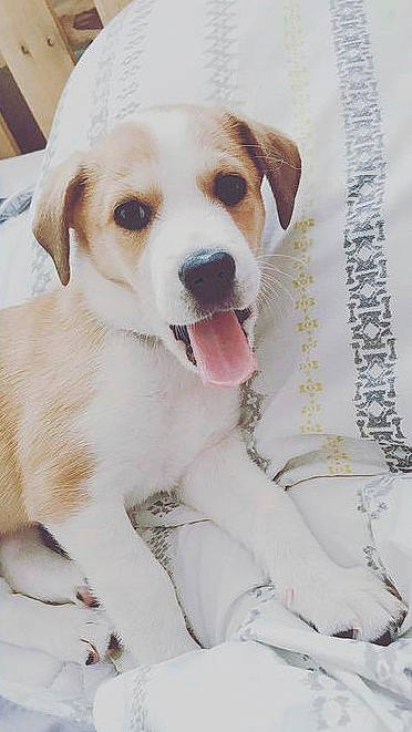 Buttercup is registered to the contest to win money with this photo: canidae, carnivore, collar, companion_dog, dog, dog_breed, dog_collar, dog_supply, fawn, fur, labrador_retriever, linens, paw, pet_supply, photo_caption, puppy_love, snout, sporting_group, whiskers, winter