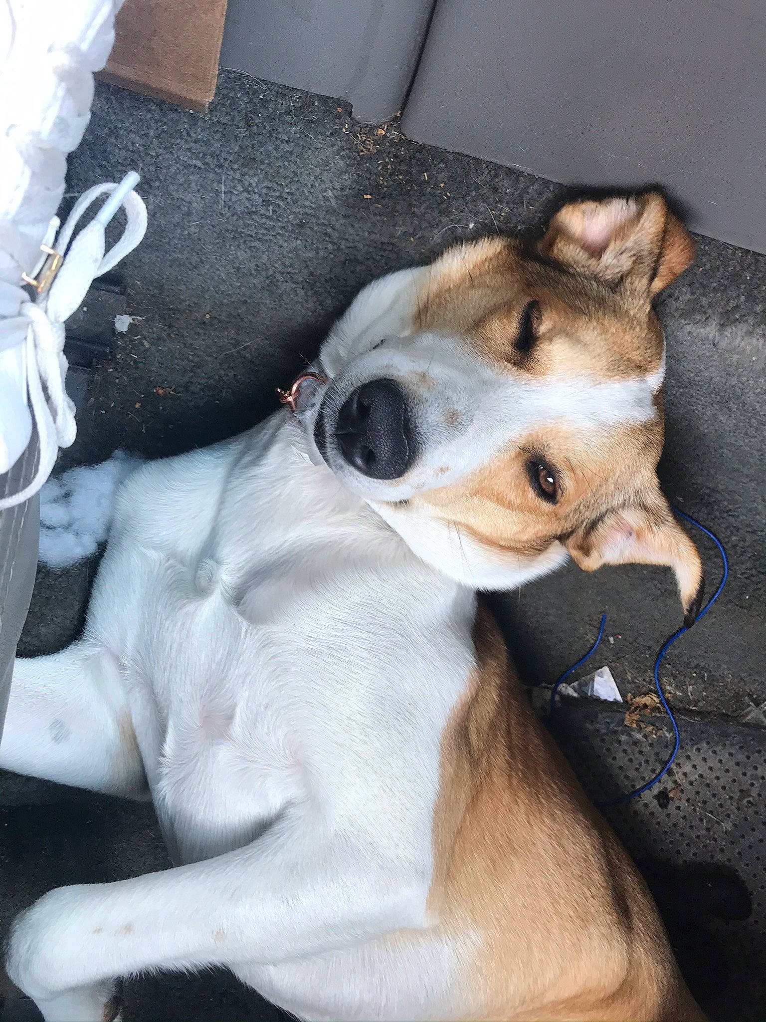 Buttercup joined the competition — help win amazing prizes! canidae, carnivore, collar, comfort, companion_dog, dog, dog_breed, ear, fawn, fur, nap, non_sporting_group, paw, snout, sporting_group, street_dog, terrier, toy_dog, whiskers, working_animal