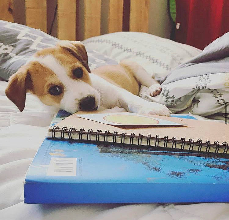 Buttercup is registered to the contest to win money with this photo: bedding, book, canidae, carnivore, comfort, companion_dog, couch, dog, dog_breed, dog_supply, fawn, font, linens, office_equipment, paw, publication, sporting_group, table, wood, working_animal