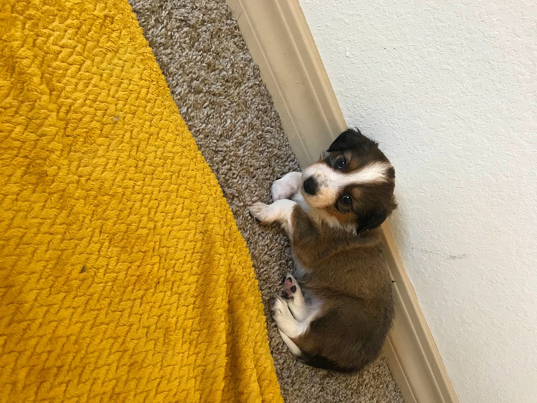 Honey joined the competition — help win amazing prizes! canidae, carnivore, cat, comfort, companion_dog, dog_breed, domestic_short_haired_cat, fawn, felidae, floor, flooring, hardwood, paw, pet_supply, small_to_medium_sized_cats, snout, sporting_group, tail, whiskers, wood