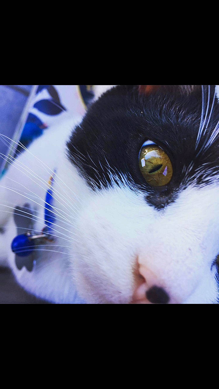 Boo joined the competition — help win amazing prizes! carnivore, cat, close_up, companion_dog, darkness, dog_breed, domestic_short_haired_cat, electric_blue, eye, eyelash, felidae, fur, macro_photography, organism, paw, small_to_medium_sized_cats, snout, sporting_group, tail, whiskers