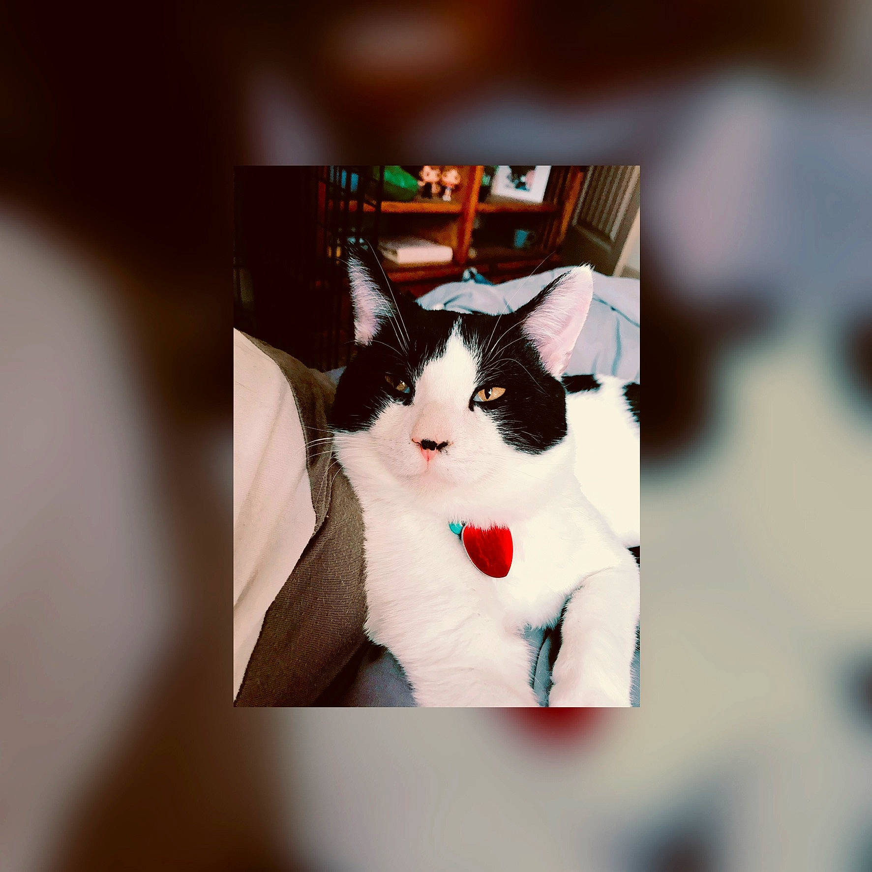 Boo is registered to the contest to win money with this photo: black_hair, box, carmine, carnivore, cat, domestic_short_haired_cat, felidae, formal_wear, fur, paper_product, plant, room, sitting, sleeve, small_to_medium_sized_cats, suit, tail, toy, tree, whiskers