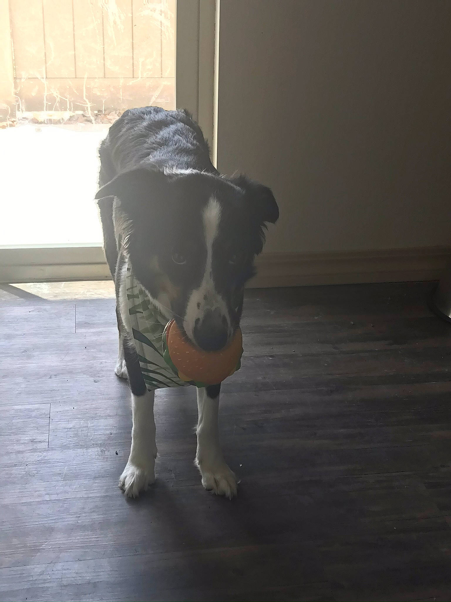 Bailee is registered to the contest to win money with this photo: canidae, carnivore, collar, companion_dog, dog, dog_breed, fawn, floor, flooring, fur, grey, hardwood, human_leg, tail, terrestrial_animal, toy_dog, whiskers, wood, working_animal, working_dog