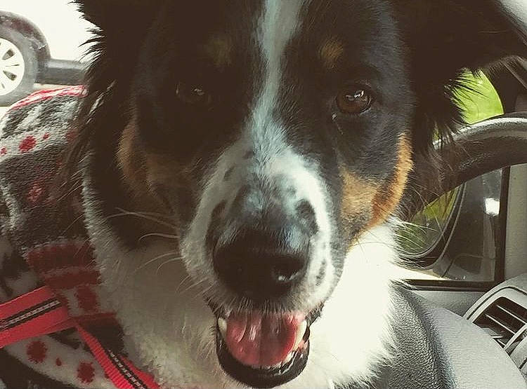 Bailee joined the competition — help win amazing prizes! canidae, cardigan_welsh_corgi, carnivore, collar, companion_dog, dog, dog_breed, dog_collar, door, fur, herding_dog, puppy, snout, sporting_group, terrestrial_animal, tire, waste_container, wheel, whiskers, working_dog