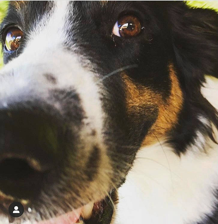 Bailee is registered to the contest to win money with this photo: canidae, carnivore, close_up, companion_dog, dog, dog_breed, eye, fur, grass, head, herding_dog, paw, puppy, puppy_love, sky, snout, sporting_group, whiskers, working_animal, working_dog