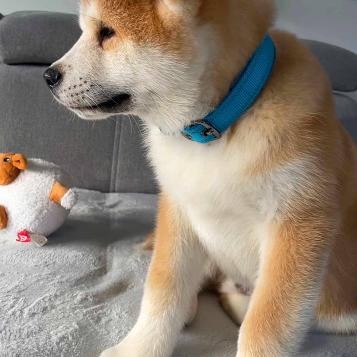 Vasco a rejoint le concours — aidez-le/la à gagner de superbes lots ! accessories, animal, ball, canine, couch, dog, electronics, furniture, hound, husky, pet, plush, puppy, snout, speaker, sport, strap, tennis, tennisball, toy
